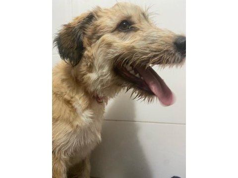 Norfolk yorkshire terrier 9 aylık tuvalet eğitimi var