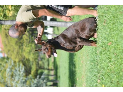 Şampiyon babadan a kalite doberman yavruları