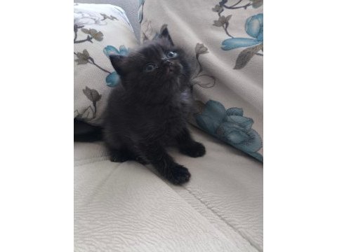 British shorthair yavrularımıza yuva arıyoruz