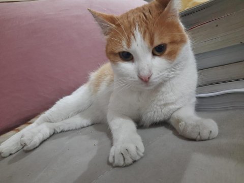 Sarman dişi kedimiz