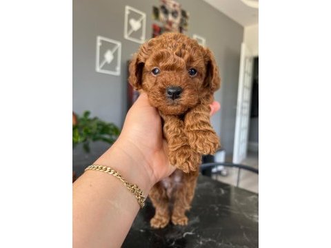 Dişi erkek sevimli poodle