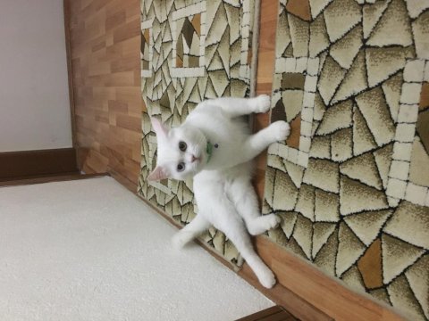 Dokuz aylık oğlumuza yeni sahipleri aranıyor kedim