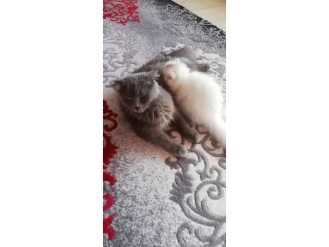 Beyaz melekler scottish fold longhair 4 yavru mevcut