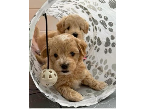 Maltipoo kg garantili yavrularımız