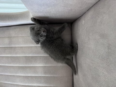Birbirinden güzel british shorthair yavrular