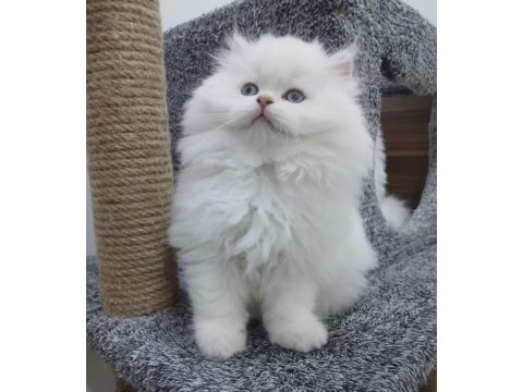 Orijinal chinchilla bebeklerim