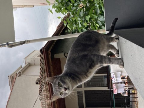 Erkek kedi