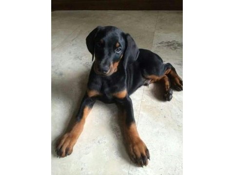 Fci kayıtlı doberman yavrularımız