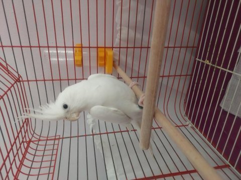 9,10 aylik hw erkek
