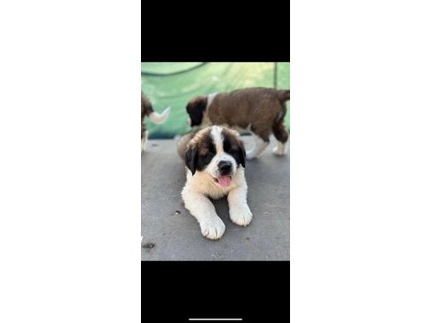 Safkan dev saint bernard yavruları