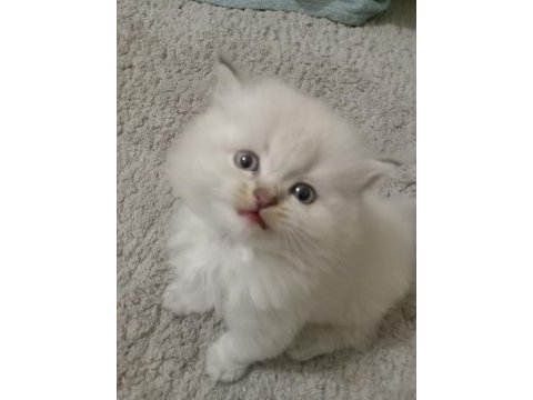 Çok tatlı yavru british longhair