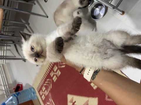British yavru kedi
