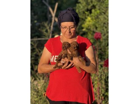 Teacup boy koreakan toy poodle bebekler kg garantili