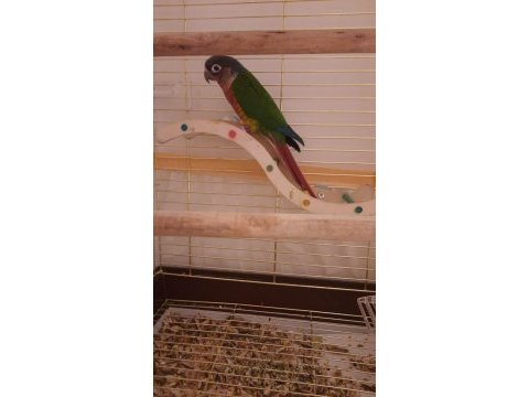 Genç konur papağanı 3 aylık yavru