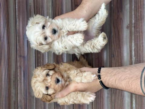 Orjinal aşılı maltipoo