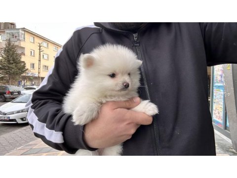 50 günlük yavru pomeranian köpekler