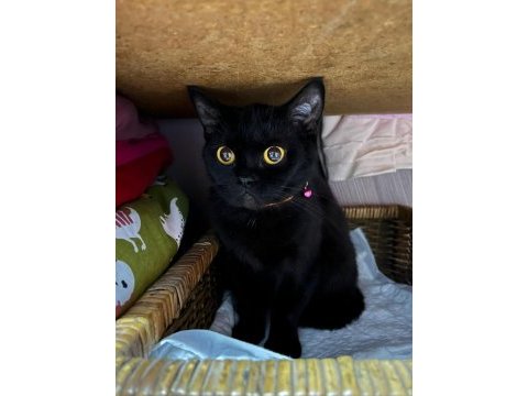 Tamamen ücretsiz dişi british shorthair
