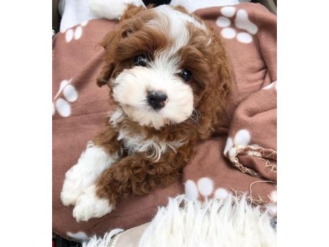 Irk ve sağlık garantili maltipoo yavrular mağazadan
