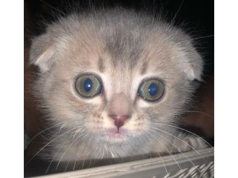 Anne baba şecereli scottish fold minikler
