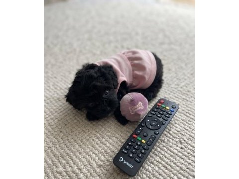 Teacup morkie köpeğimiz