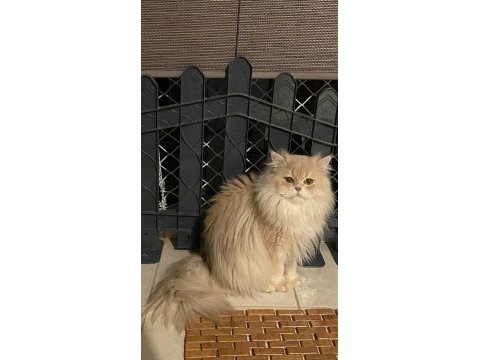 British longhair erkek