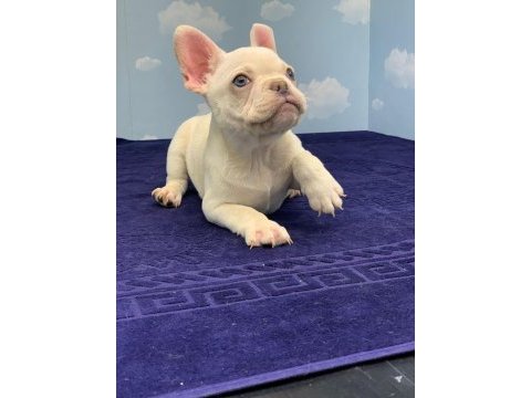 Muhteşem kalite platin french bulldog dişi