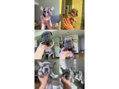 Acil lilactan merle ve blue french bulldog yavrularımız