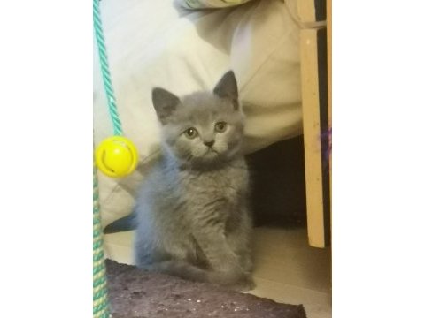 British shorthair kedimi çok uyguna sahiplendiriyorum