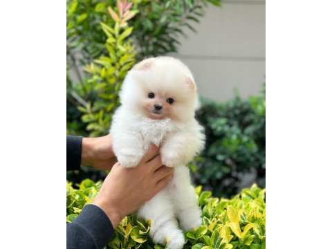 Mini boy büyümeyen ırk pomeranian boo