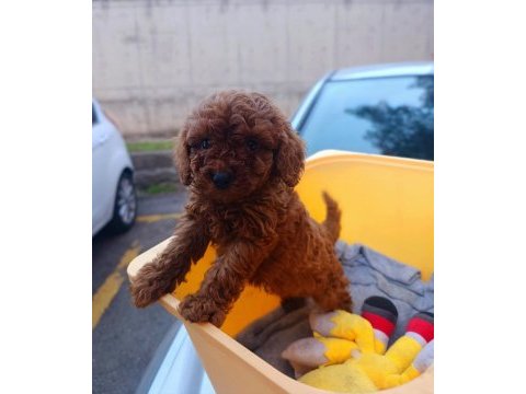Redbrown toy poddle