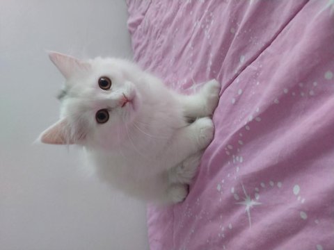 British longhair 13 nisan doğumlu