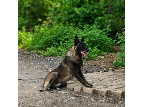 Belçika malinois yavruları aşil ve zeyna eşlemesinden