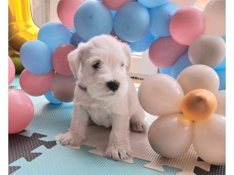 Minyatür schnauzer bebekler
