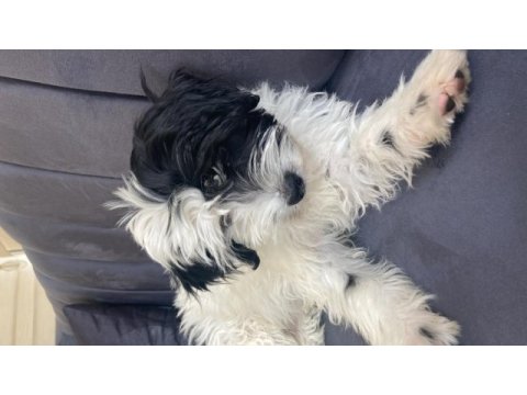 Terrier maltese 4 aylık