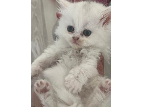 Yavru british longhair (uzun tüylü)