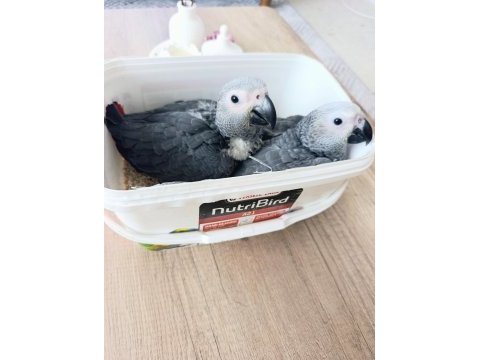 Jako papağanı yavrularımız yeni ailelerine gitmeye hazır