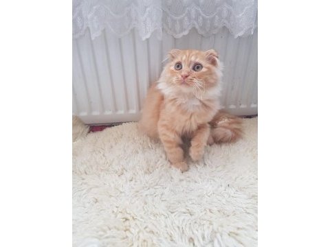 Çok tatlı ve sevecen bir yavru scottish fold