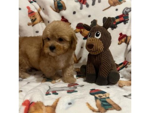 F2 maltipoo yavruları
