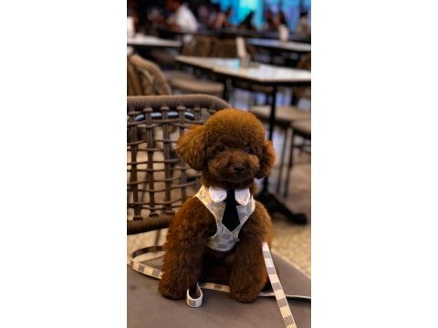 Toy poodle teacup baby yavrular