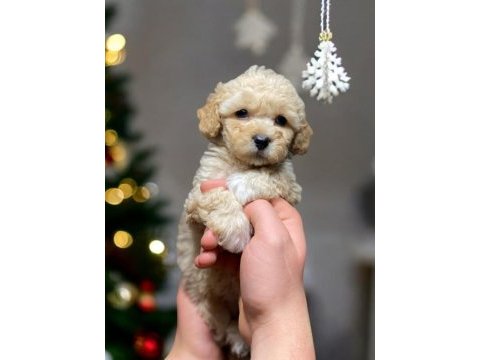Toy poodle köpeği