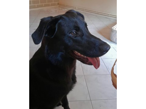 Oyuncu hareketli kalıcı yuvasını arıyoruz labrador