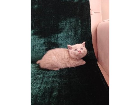 Safkan fawn british shorthair dişi