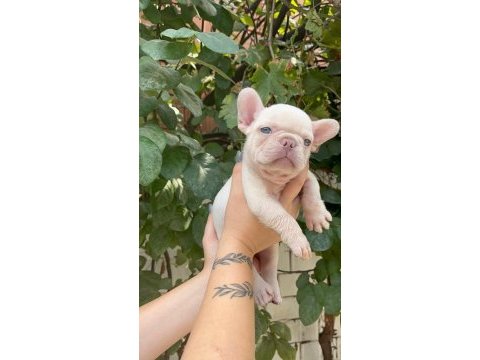 Lilac tan platium french bulldog yavrular
