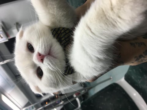 7 aylık scottish fold kedimizi veriyoruz
