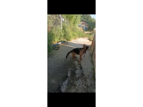 3 yaşında dişi alman kurdu sahiplendirilecektir