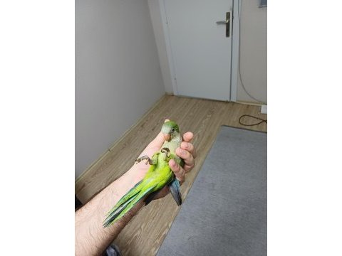 3 aylık bebek monk papağanı