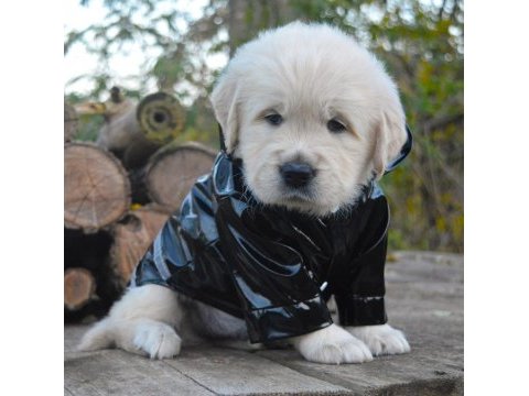 Golden retriever gelip görerek alabilirsiniz