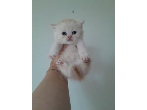 British shorthair erkek