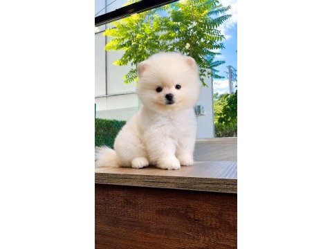 Safkan pomeranian bebekler