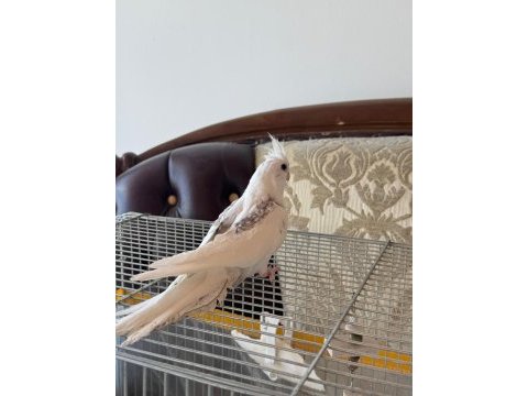 2,5 aylık zincir desen sultan papağanı